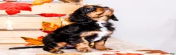Cavalier King Charles Spaniel dogs for sale: Jojo - Ad 14