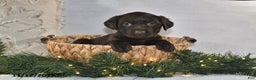 Labrador Retriever dogs for sale: Rael - Ad 1