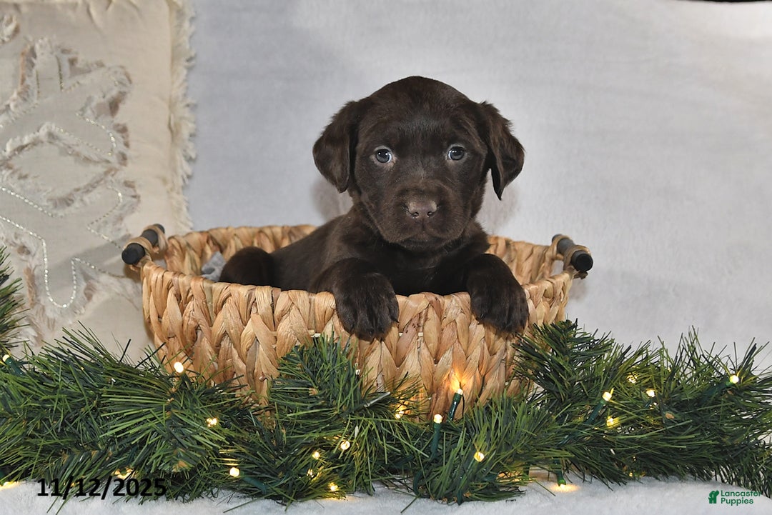 Labrador Retriever dogs for sale: Rael - Ad 1