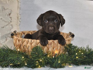 Labrador Retriever dogs Rael - Ad 34