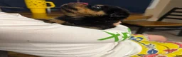 Rottweiler dogs for sale: Rottweiler Puppy 7 - Ad 19