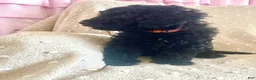 Mixed Breed dogs for sale: Orange - Ad 5