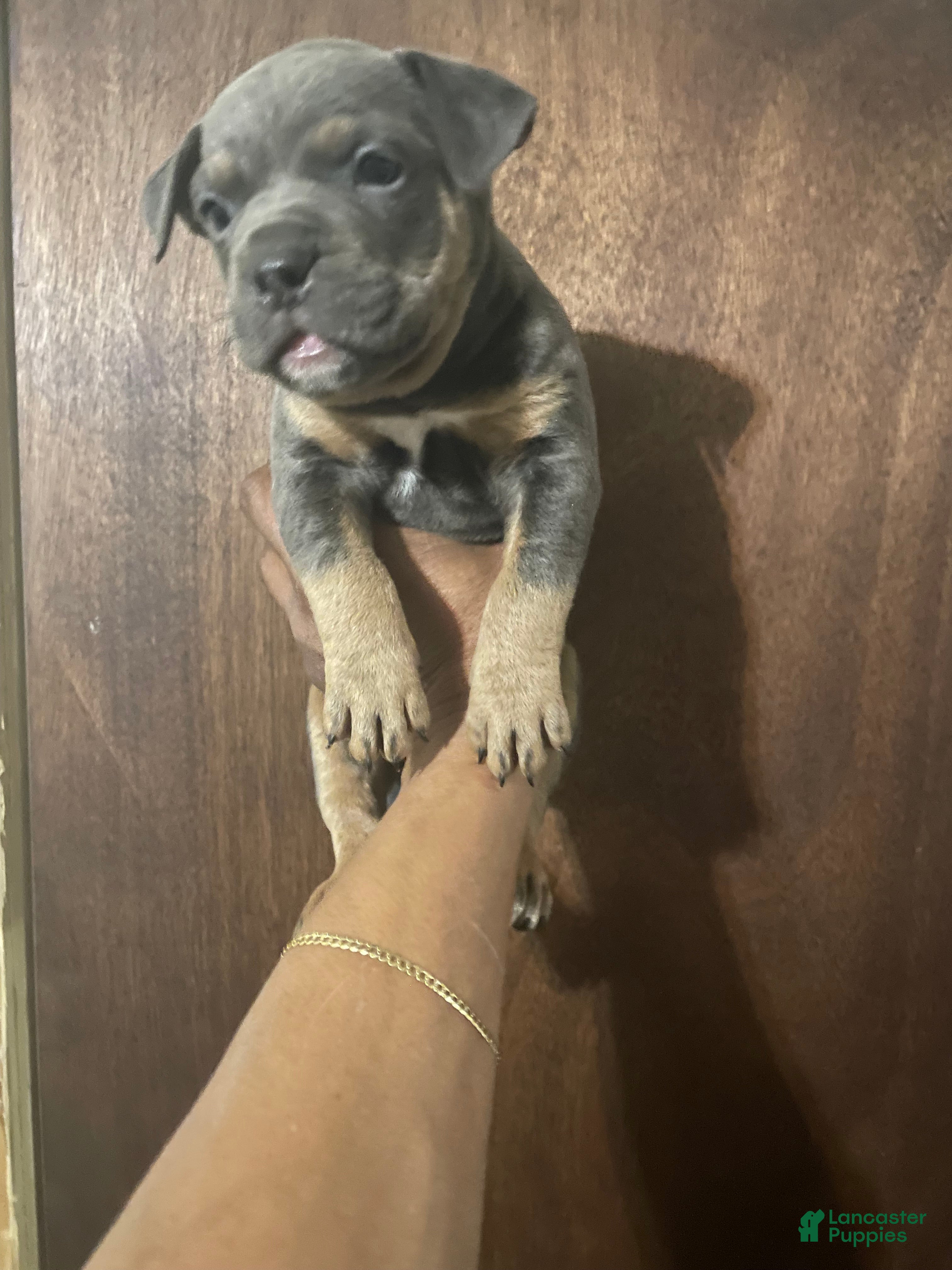 American Bully dogs for sale: American Bully Puppy 1 - Ad 2