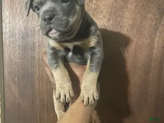 American Bully dogs for sale: American Bully Puppy 1 - Ad 2