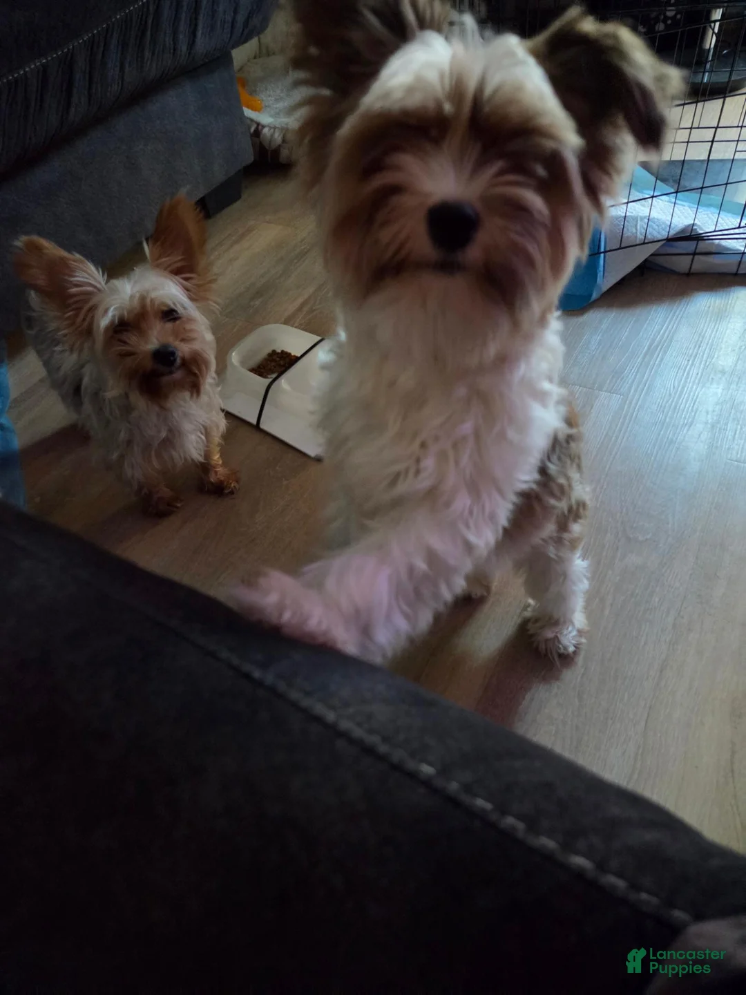 Yorkshire Terrier dogs for stud: For stud only - Ad 3
