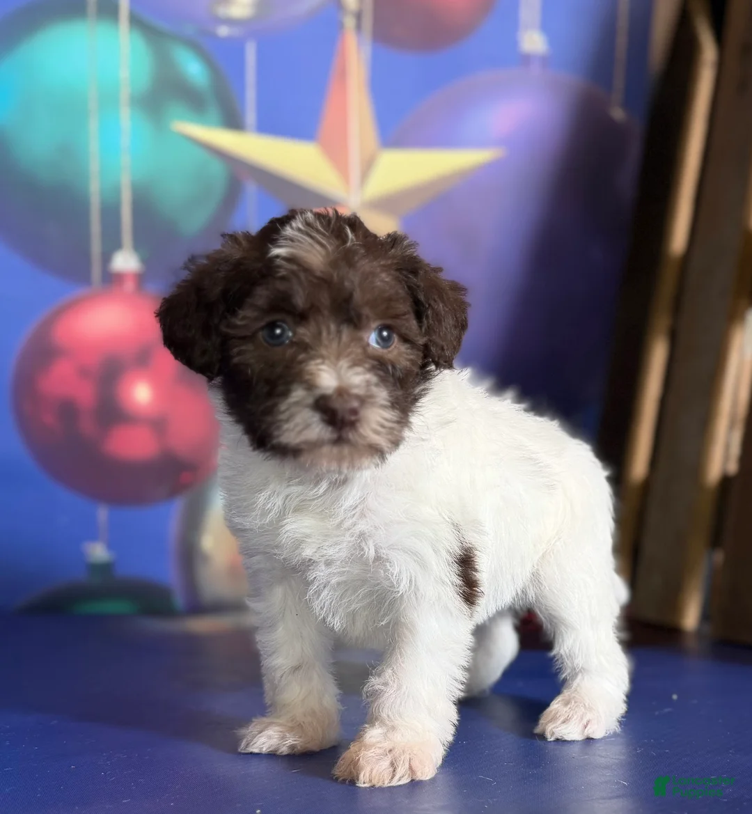 Schnoodle dogs for sale: Brandy - Ad 6