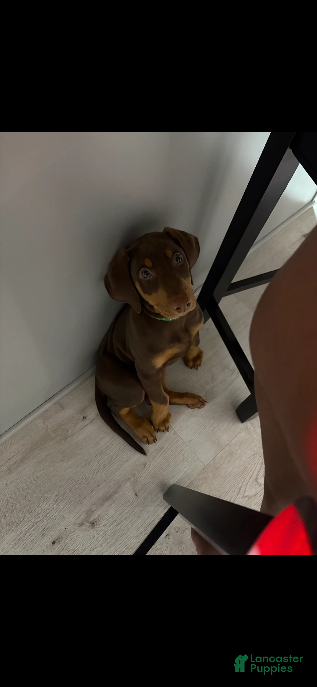 Doberman Pinscher dogs for sale: Kane - Ad 2