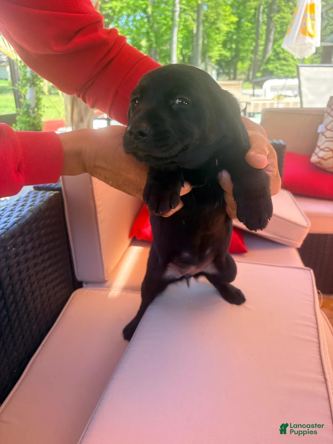 Mixed Breed dogs for sale: Puppy 2-Female - Ad 2