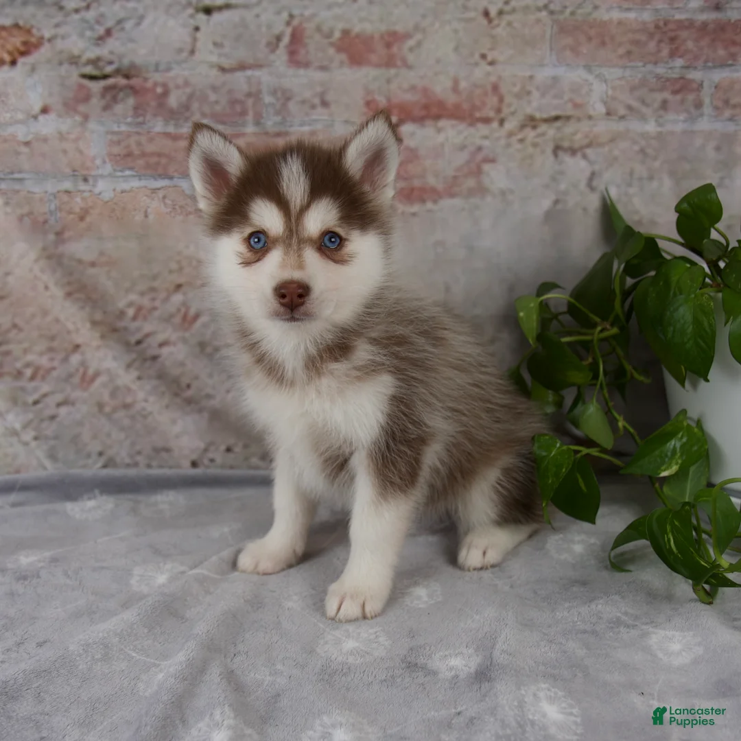 Pomsky dogs for sale: Gracie - Ad 1