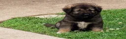 Caucasian Shepherd Dog dogs for sale: Caucasian Shepherd Dog Puppy 7 - Ad 4