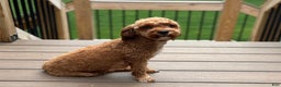 Cavapoo dogs for sale: Ginger - Ad 10
