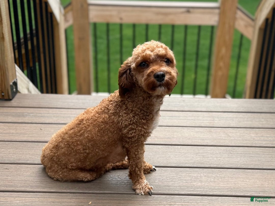 Cavapoo dogs for sale: Ginger - Ad 10