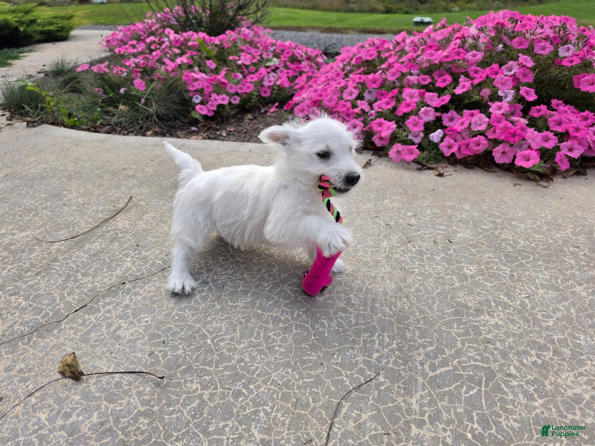 West Highland Terrier dogs Parker - Ad 1