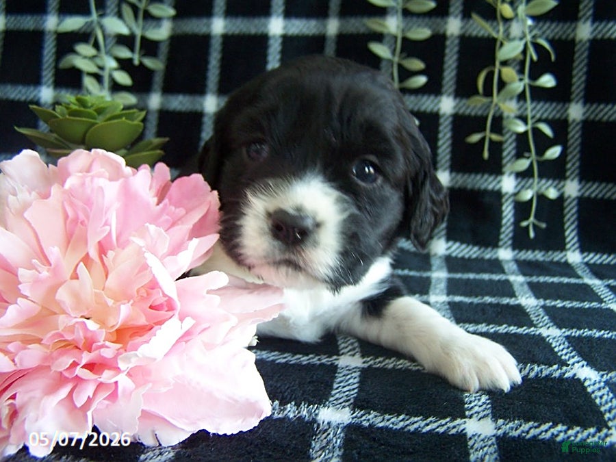 English Springer Spaniel dogs Britney - Ad 1