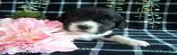 English Springer Spaniel dogs for sale: Britney - Ad 1