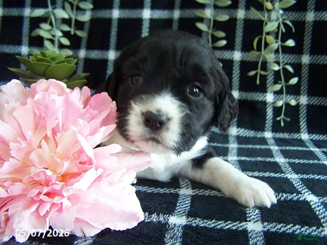 English Springer Spaniel dogs for sale: Britney - Ad 1