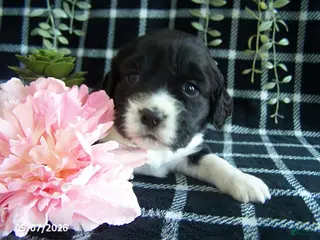 English Springer Spaniel dogs Britney - Ad 1