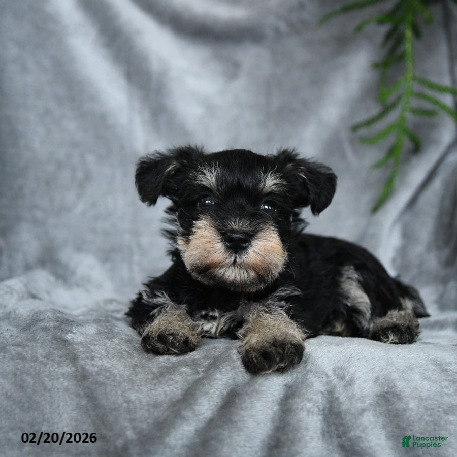 Miniature Schnauzer dogs Eloise - Ad 2