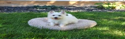 West Highland Terrier dogs for sale: Caroline - Ad 5
