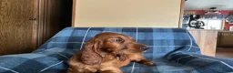 Irish Setter dogs for sale: Irish Setter 7 - Ad 7