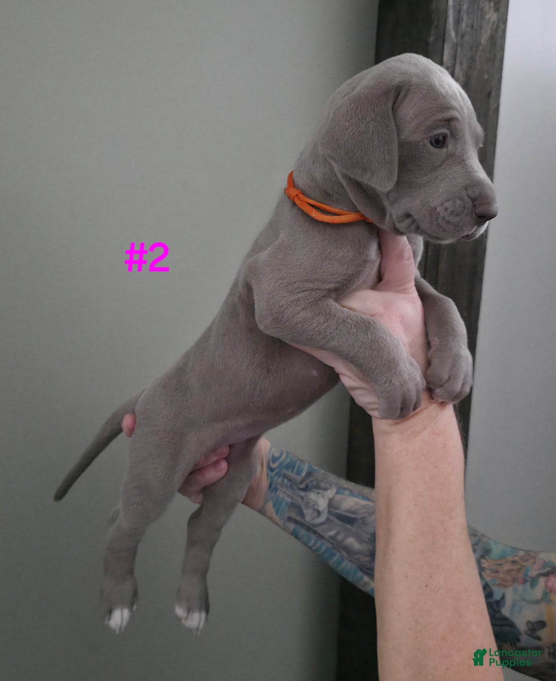 Great Dane dogs for sale: Great Dane Puppy 2 - Ad 2