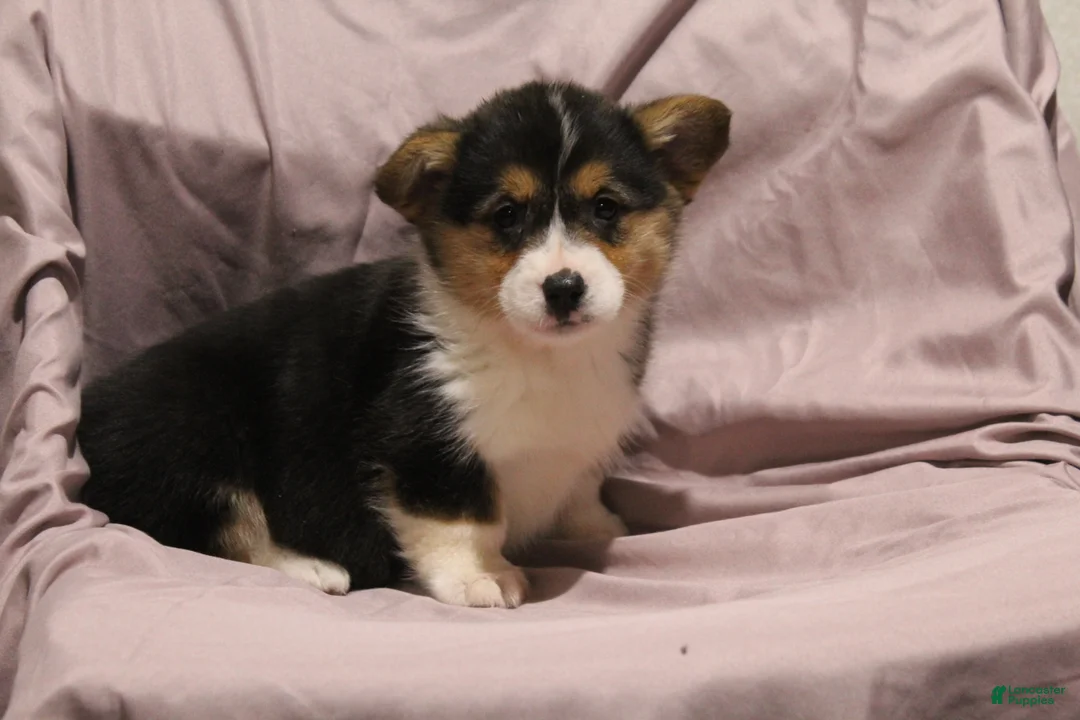Welsh Corgi Pembroke dogs for sale: Maggie - Ad 3