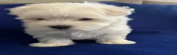 Maltese dogs for sale: Rocky - Ad 18