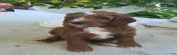 Cavapoo dogs for sale: Tootsie - Ad 2