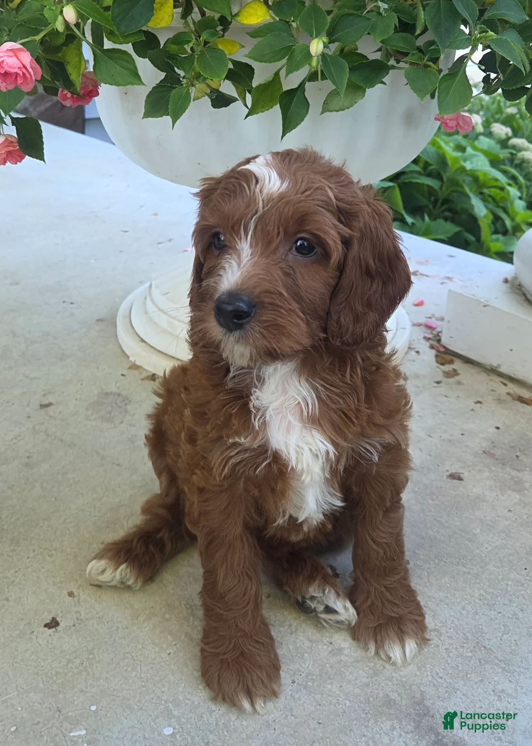 Cavapoo dogs for sale: Tootsie - Ad 2