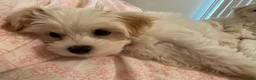 Maltipoo dogs for sale: Maltipoo Puppy 1 - Ad 5