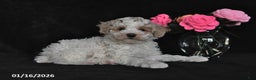 Miniature Poodle dogs for sale: Sparky - Ad 3