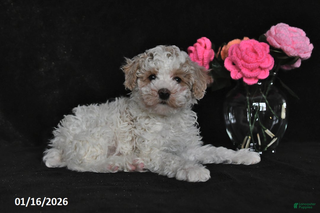 Miniature Poodle dogs for sale: Sparky - Ad 3