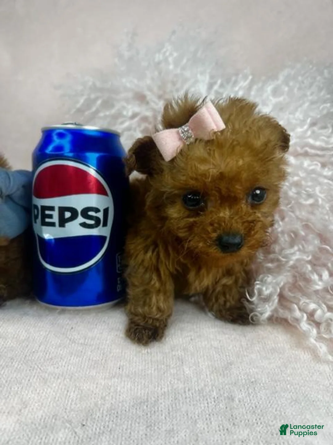 Toy Poodle dogs for sale: Toy Poodle 1 - Ad 1
