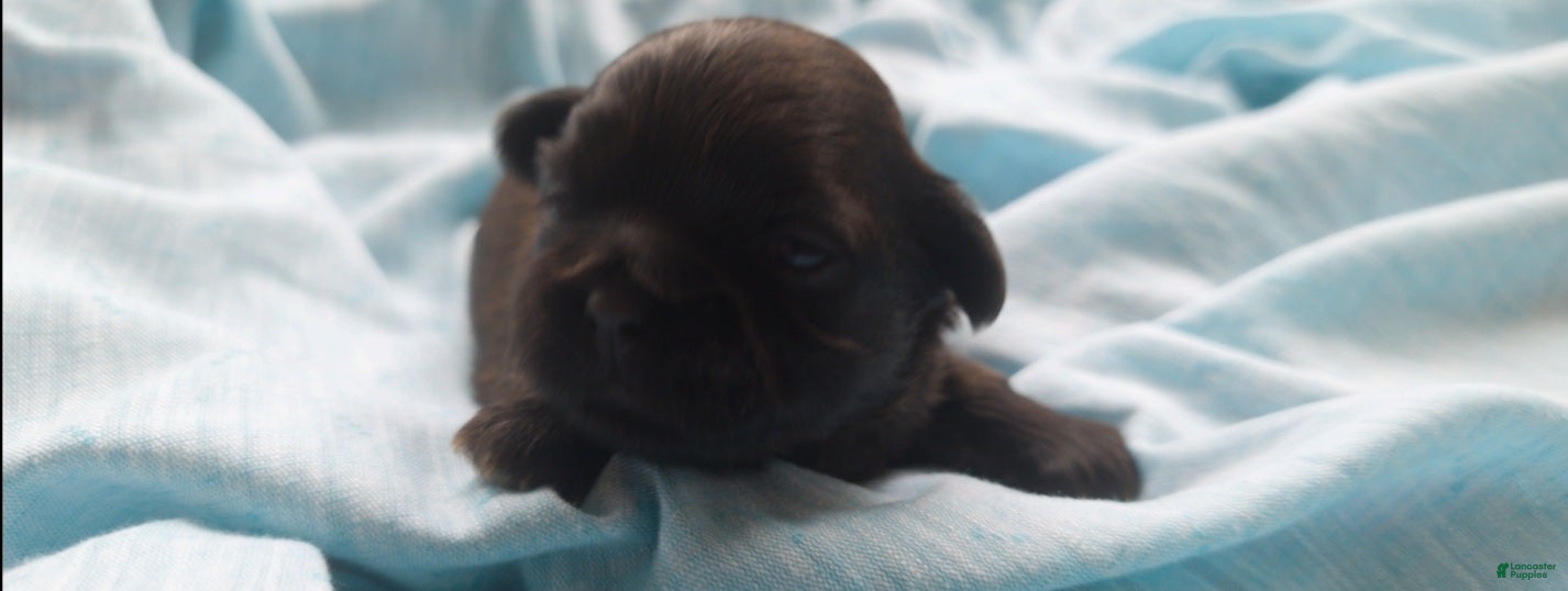 Shih Tzu dogs COOPER, Shih Tzu, Male, 2 weeks, AKC Champion Blood Line - Ad 13
