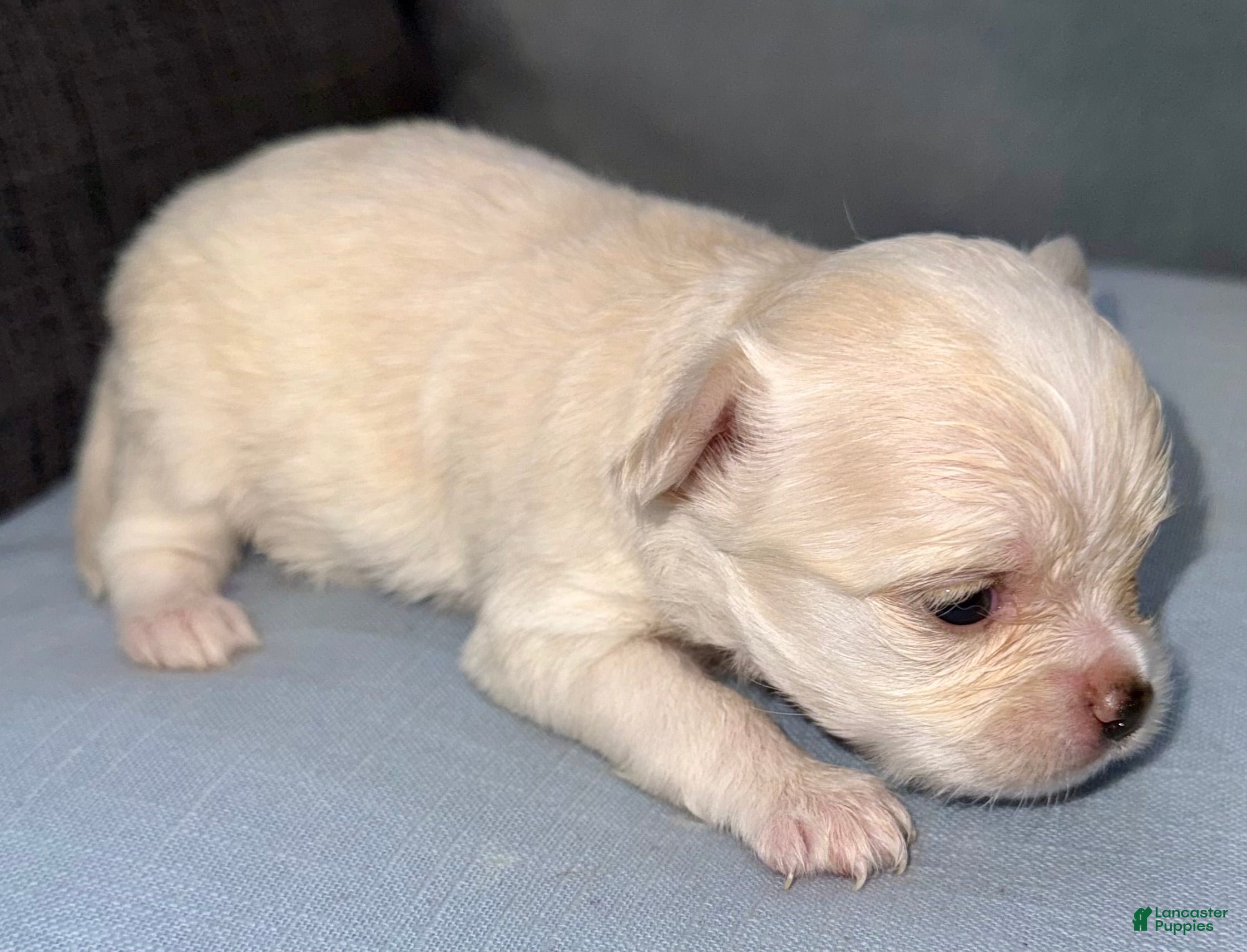 Chihuahua dogs Pearl - Ad 1