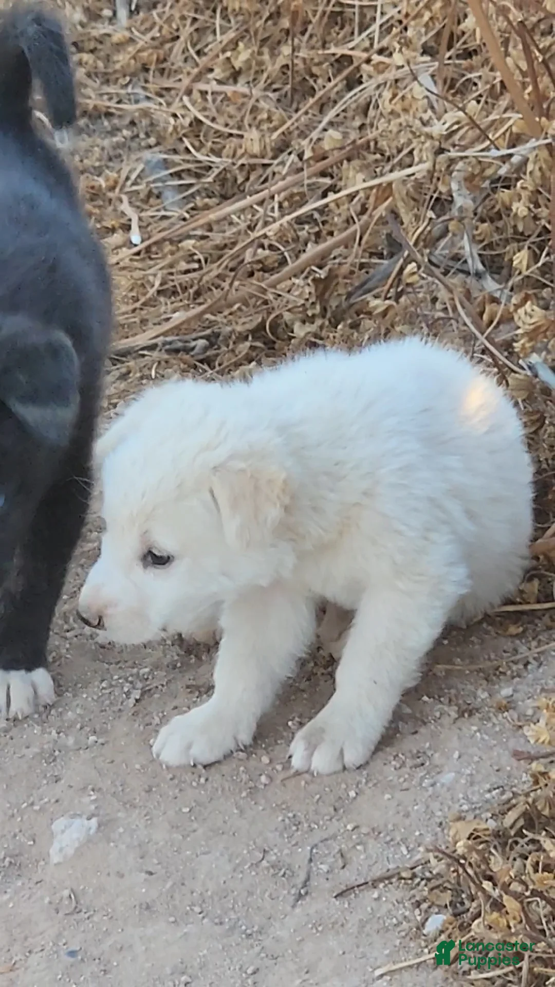 Mixed Breed dogs for sale: Mixed Breed Puppy 5 - Ad 2