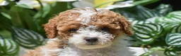 Miniature Poodle dogs for sale: Paisley - Ad 5