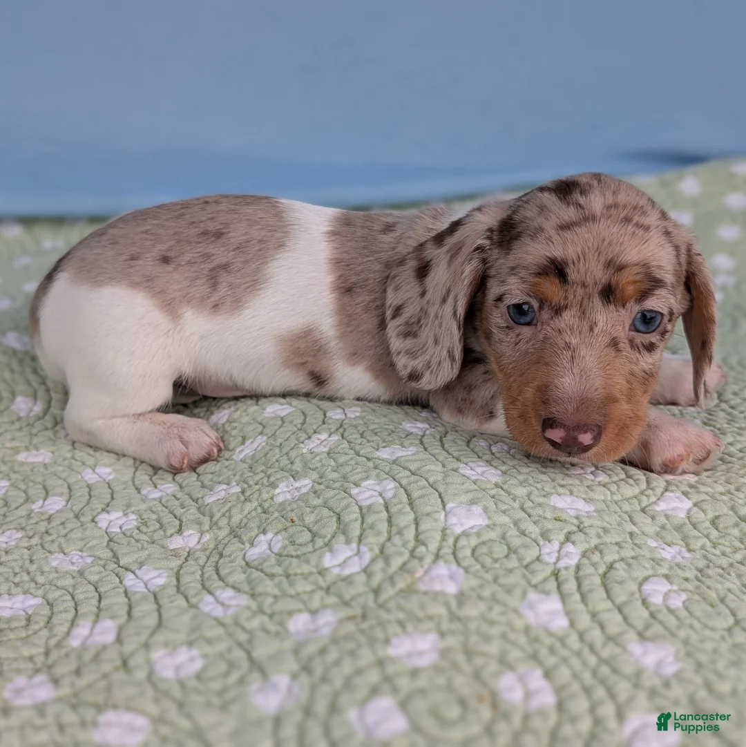 Miniature Dachshund dogs for sale: Cream - Ad 7