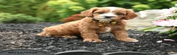 Cavapoo dogs for sale: Grace - Ad 3
