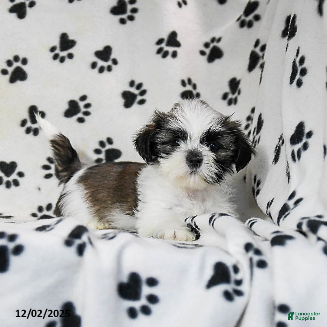 Shih Tzu dogs for sale: Poppy - Ad 4
