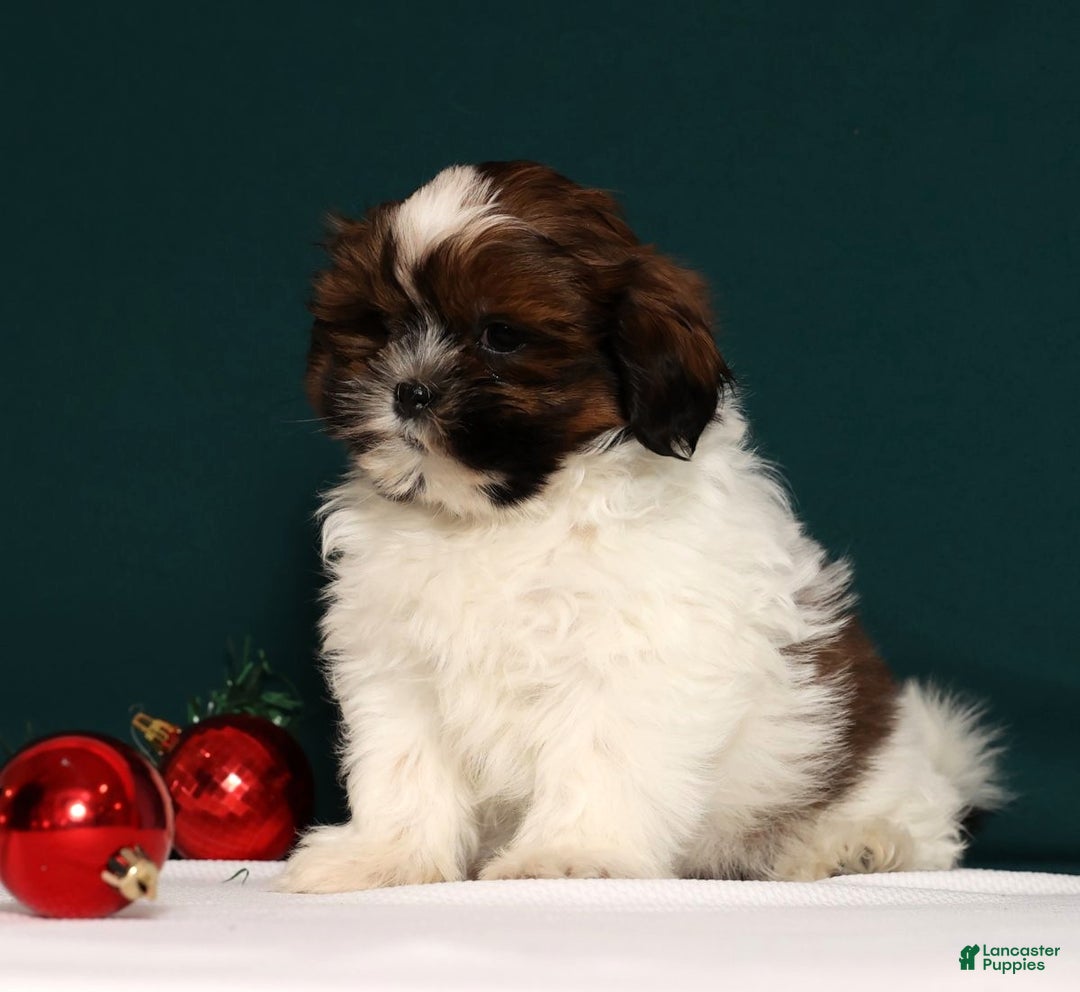 Shih Tzu dogs for sale: Donnie - Ad 2