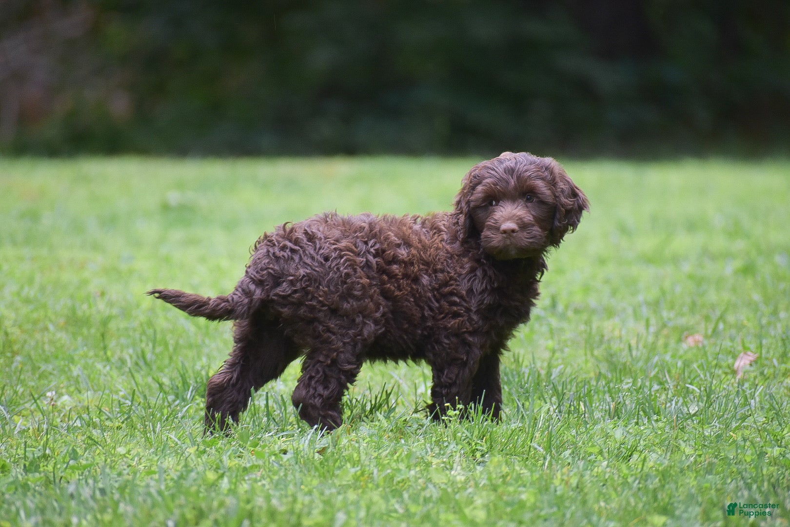 Portuguese Water Dog dogs Miley - Ad 2