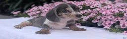 Miniature Dachshund dogs for sale: Kya - Ad 6