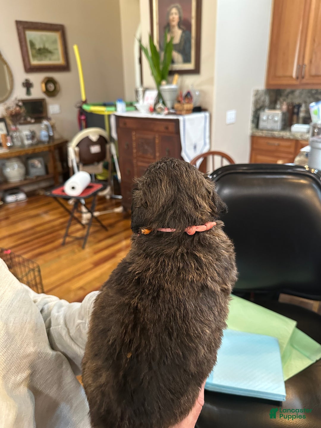 Mixed Breed dogs for sale: Male # 6 English Shepherd Doodle  - Ad 6