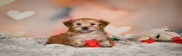 Morkie dogs for sale: Morkie 1Titus - Ad 5