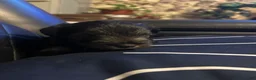 Miniature Schnauzer dogs for sale: Miniature Schnauzer 2 - Ad 4