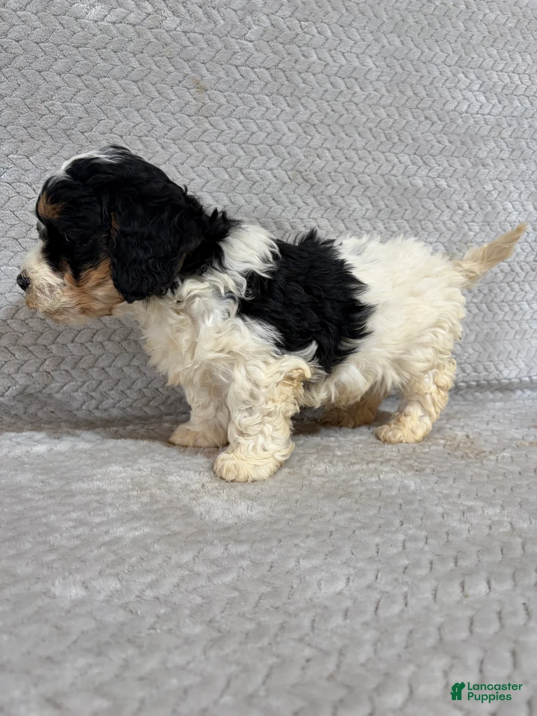 Mini Bernedoodle dogs for sale: Andy - Ad 2