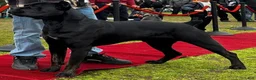 Cane Corso dogs for sale: Cane Corso 2 - Ad 12