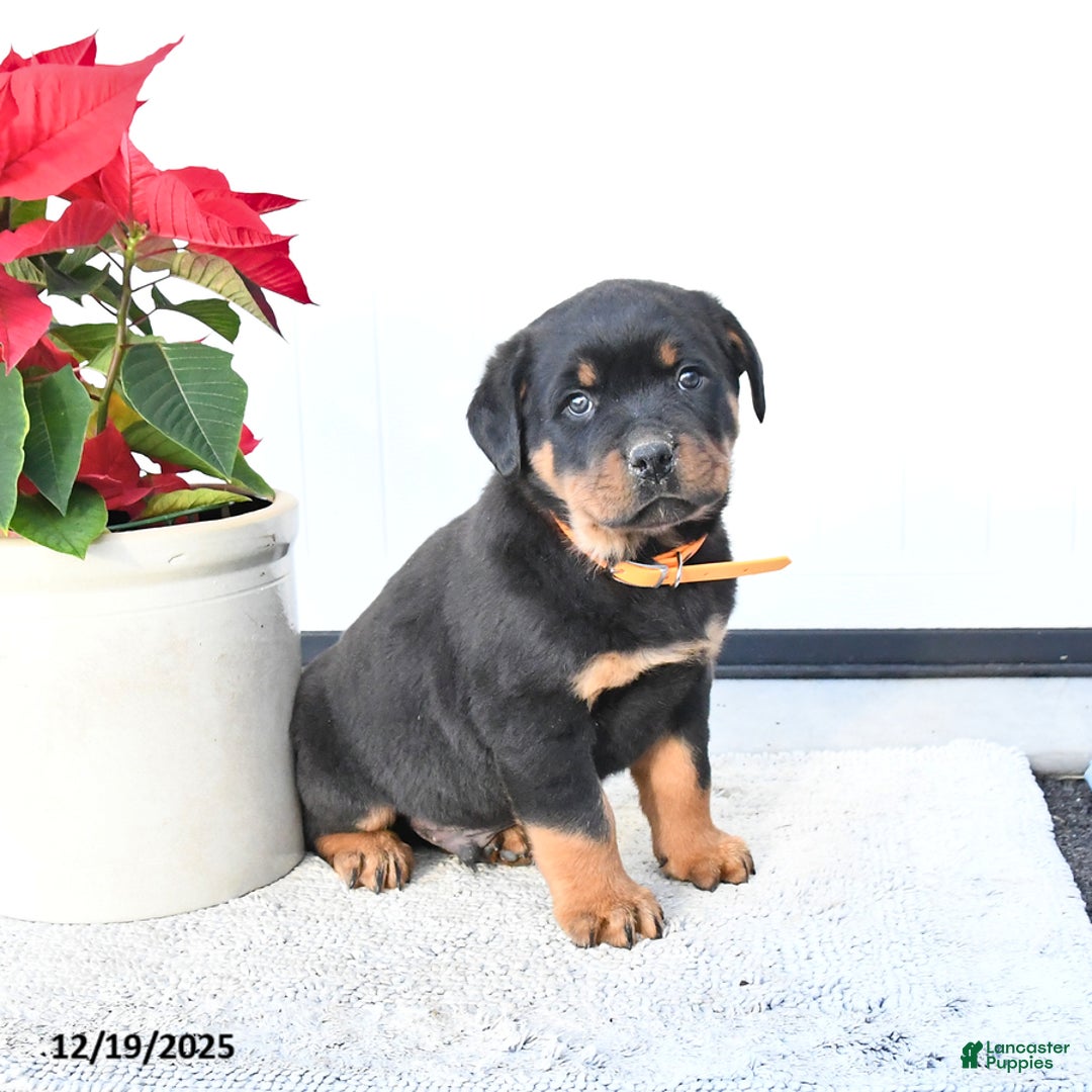 Rottweiler dogs for sale: Twister - Ad 2