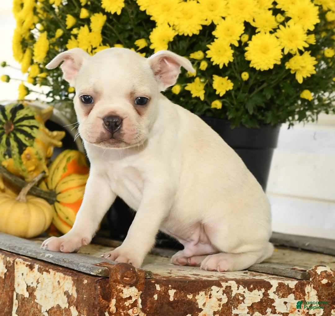 Boston Terrier litter of puppies for sale in Shreve Lancaster